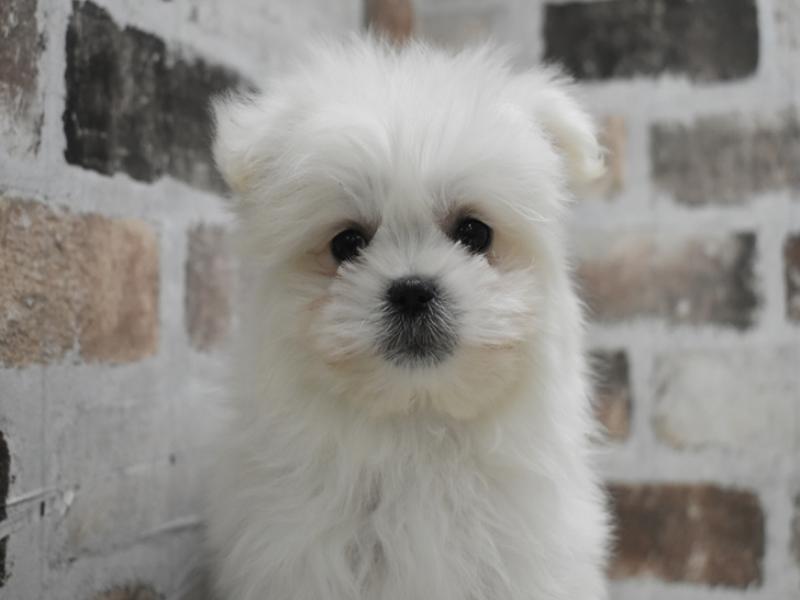 愛知県のポメマル/マルポメ(ポメラニアン×マルチーズ) (ワンラブ名古屋守山インター総本店/2026年1月24日生まれ/男の子/クリーム)の子犬の1枚目の画像