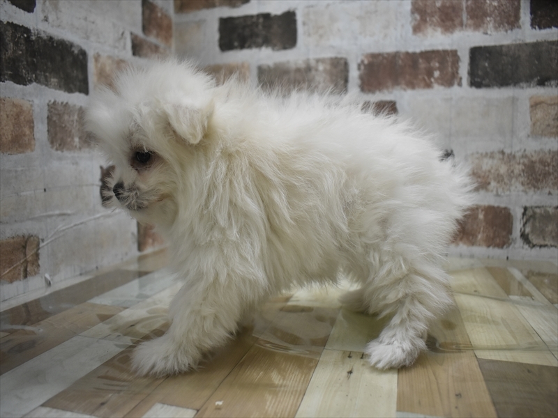 愛知県のポメマル/マルポメ(ポメラニアン×マルチーズ) (ワンラブ名古屋守山インター総本店/2026年1月24日生まれ/男の子/クリーム)の子犬の3枚目の画像