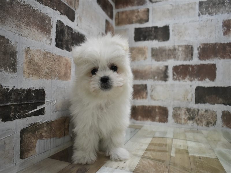 愛知県のポメマル/マルポメ(ポメラニアン×マルチーズ) (ワンラブ名古屋守山インター総本店/2026年1月24日生まれ/男の子/クリーム)の子犬の2枚目の画像