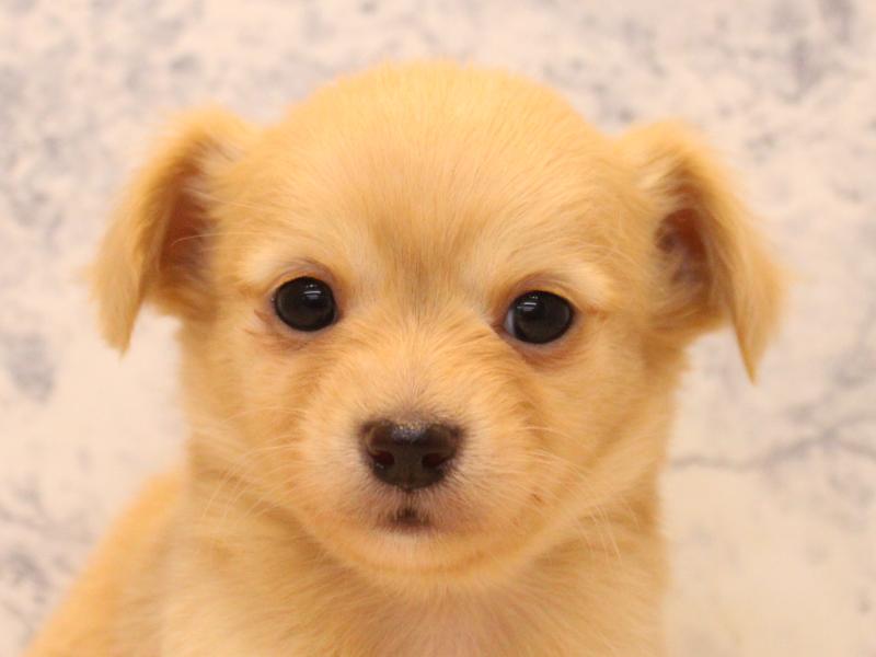 神奈川県のチワックス(チワワ×ダックス) (ワンラブららぽーと海老名店/2026年1月26日生まれ/男の子/イエロー)の子犬の1枚目の画像