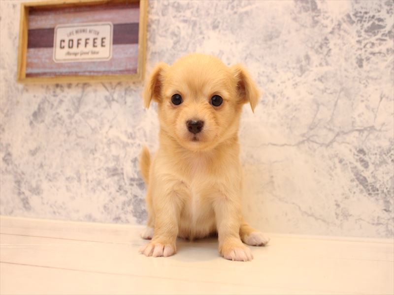 神奈川県のチワックス(チワワ×ダックス) (ワンラブららぽーと海老名店/2026年1月26日生まれ/男の子/イエロー)の子犬の2枚目の画像