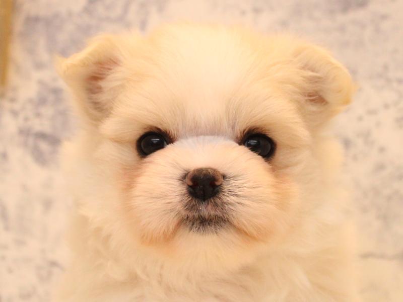 埼玉県のポメマル/マルポメ(ポメラニアン×マルチーズ) (ワンラブ埼玉寄居店/2026年1月24日生まれ/女の子/クリーム)の子犬の1枚目の画像