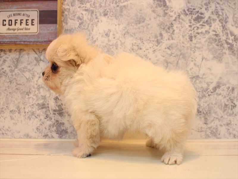 埼玉県のポメマル/マルポメ(ポメラニアン×マルチーズ) (ワンラブ埼玉寄居店/2026年1月24日生まれ/女の子/クリーム)の子犬の3枚目の画像