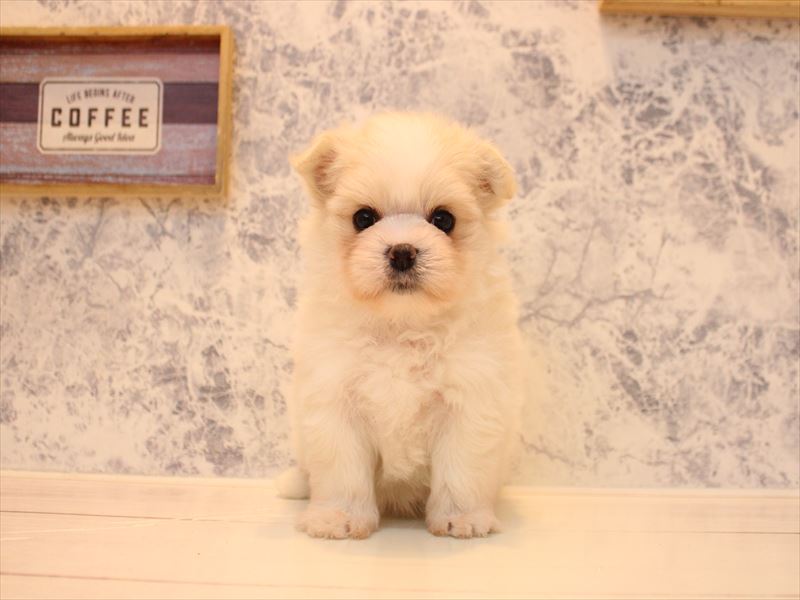 埼玉県のポメマル/マルポメ(ポメラニアン×マルチーズ) (ワンラブ埼玉寄居店/2026年1月24日生まれ/女の子/クリーム)の子犬の2枚目の画像