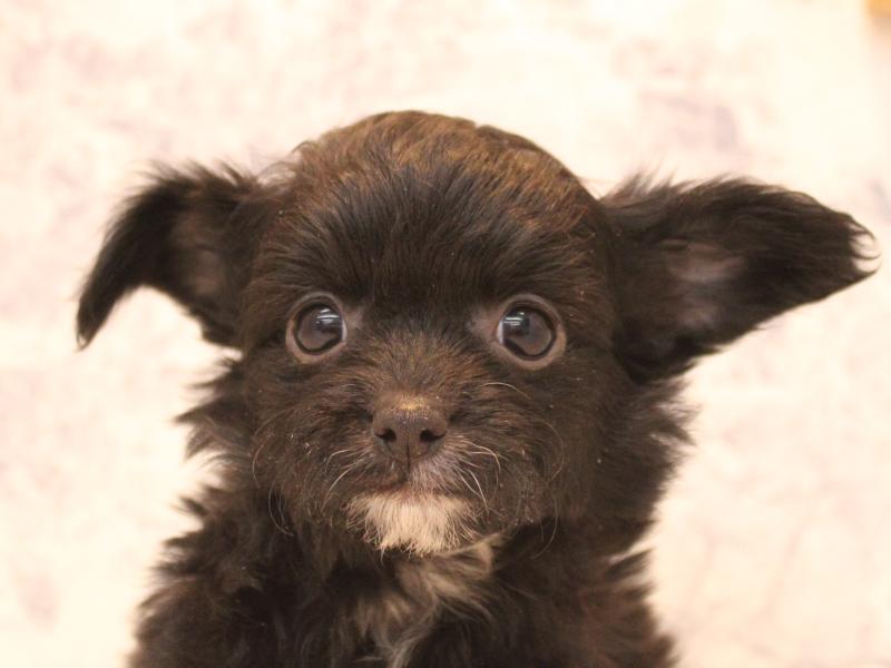 埼玉県のチワプー/プーチー(チワワ×プードル) (ワンラブ埼玉寄居店/2026年1月26日生まれ/男の子/ブラック)の子犬の1枚目の画像