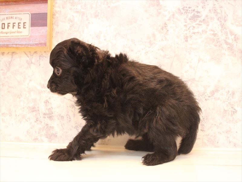 埼玉県のチワプー/プーチー(チワワ×プードル) (ワンラブ埼玉寄居店/2026年1月26日生まれ/男の子/ブラック)の子犬の3枚目の画像