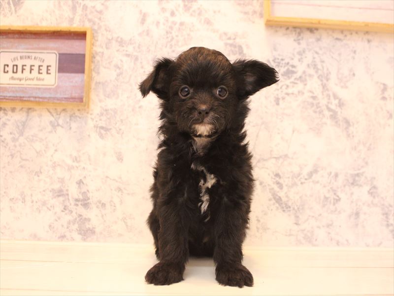 埼玉県のチワプー/プーチー(チワワ×プードル) (ワンラブ埼玉寄居店/2026年1月26日生まれ/男の子/ブラック)の子犬の2枚目の画像