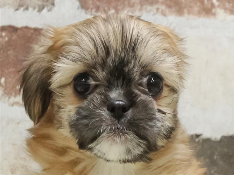 大阪府のチワズー/チワシーズ(チワワ×シーズー) (ワンラブパンジョ泉北店/2026年1月25日生まれ/女の子/フォーンホワイト)の子犬