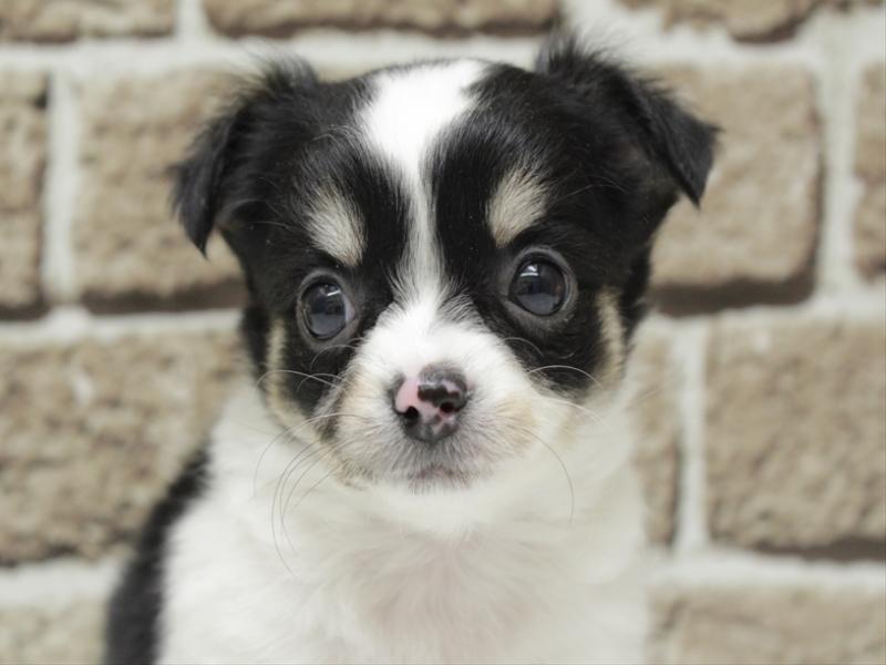 福岡県のチワワ(ロング) (ワンラブ福岡総本店/2026年1月26日生まれ/男の子/ホワイトブラックタン)の子犬の1枚目の画像