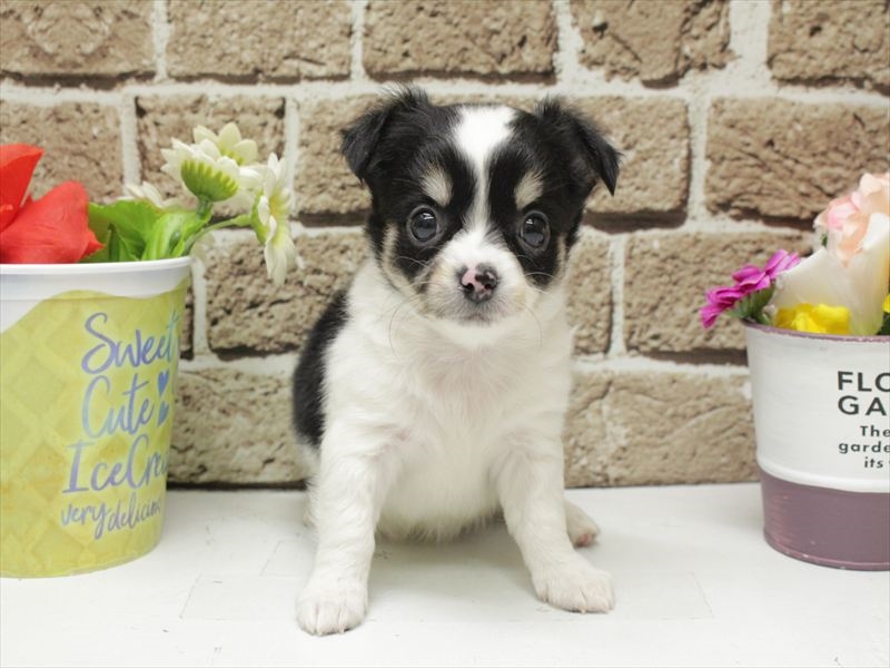 福岡県のチワワ(ロング) (ワンラブ福岡総本店/2026年1月26日生まれ/男の子/ホワイトブラックタン)の子犬の3枚目の画像