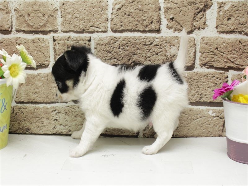 福岡県のチワワ(ロング) (ワンラブ福岡総本店/2026年1月26日生まれ/男の子/ホワイトブラックタン)の子犬の2枚目の画像