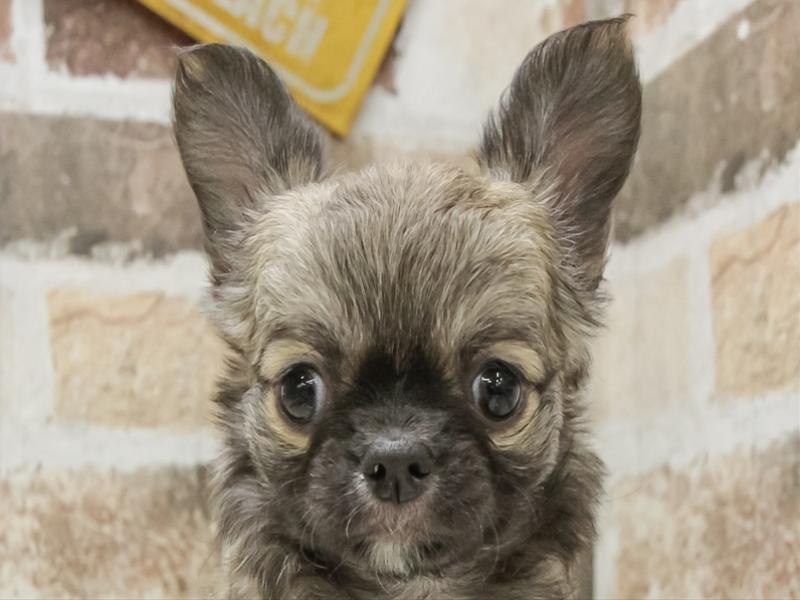 滋賀県のチワワ(ロング) (ワンラブイオンタウン彦根店/2026年1月26日生まれ/女の子/フォーン)の子犬の1枚目の画像