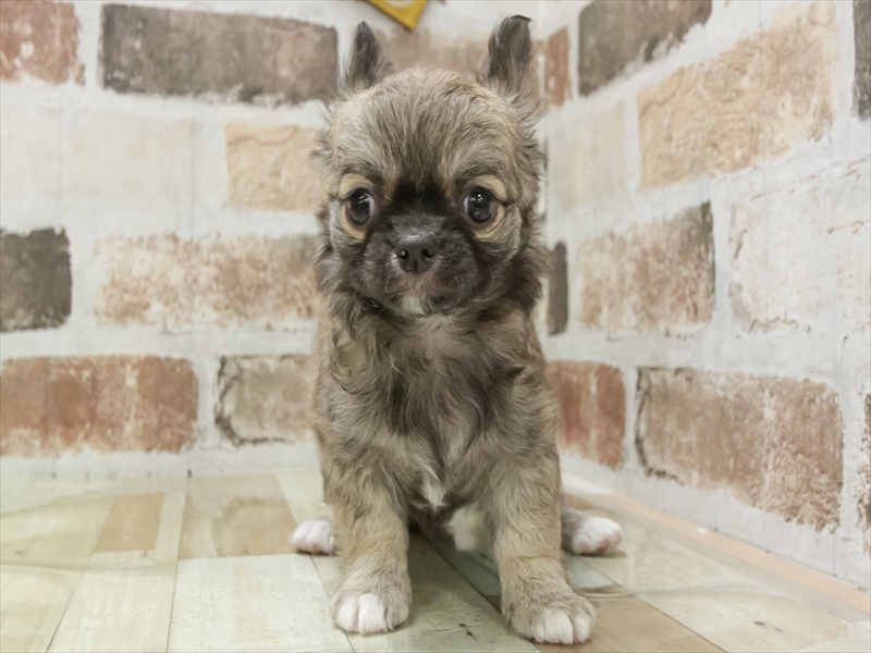 滋賀県のチワワ(ロング) (ワンラブイオンタウン彦根店/2026年1月26日生まれ/女の子/フォーン)の子犬の3枚目の画像