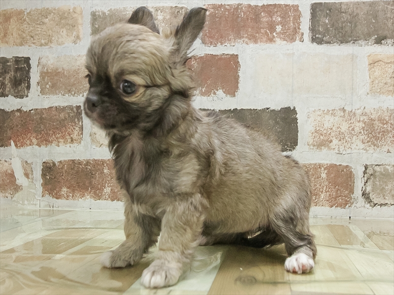 滋賀県のチワワ(ロング) (ワンラブイオンタウン彦根店/2026年1月26日生まれ/女の子/フォーン)の子犬の2枚目の画像