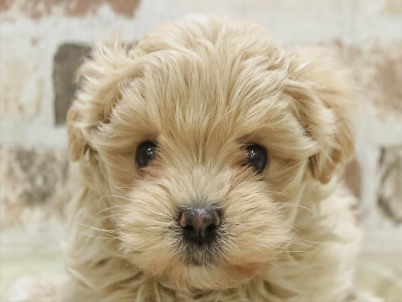 三重県のマルプー(マルチーズ×プードル) (ワンラブイオンタウン桑名新西方店/2026年1月24日生まれ/女の子/ホワイトクリーム)の子犬