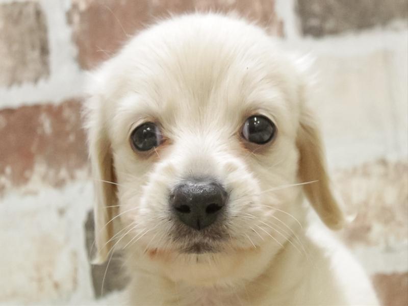 愛知県のミニチュアダックスフンド(ロング) (ワンラブNEW・イオンタウン名西店/2026年1月26日生まれ/男の子/イエロー)の子犬の1枚目の画像