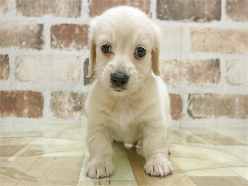 愛知県のミニチュアダックスフンド(ロング) (ワンラブNEW・イオンタウン名西店/2026年1月26日生まれ/男の子/イエロー)の子犬の3枚目の画像