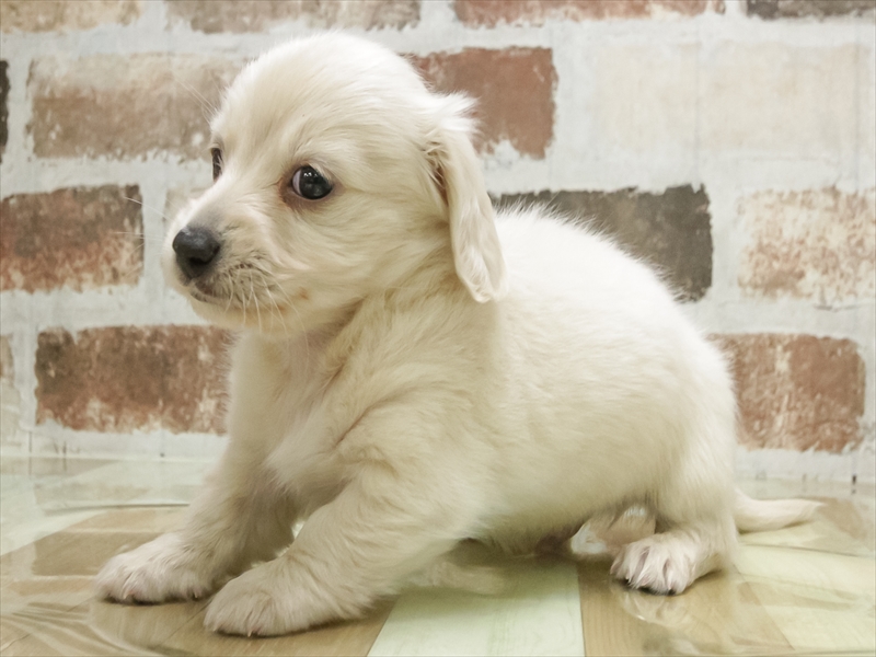 愛知県のミニチュアダックスフンド(ロング) (ワンラブNEW・イオンタウン名西店/2026年1月26日生まれ/男の子/イエロー)の子犬の2枚目の画像