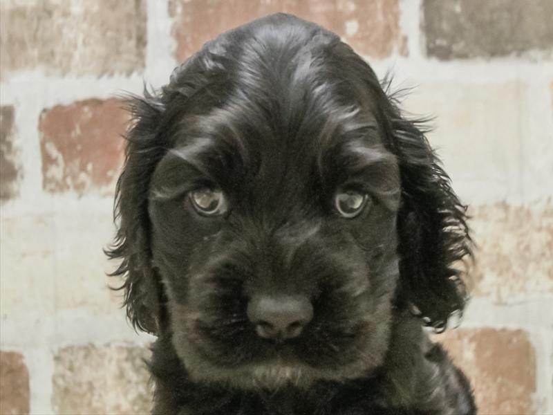 愛知県のアメリカンコッカースパニエル (ワンラブ名古屋守山インター総本店/2026年1月25日生まれ/男の子/ブラック)の子犬の1枚目の画像