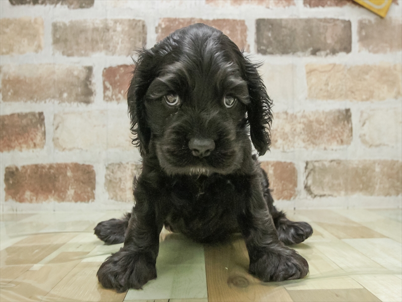 愛知県のアメリカンコッカースパニエル (ワンラブ名古屋守山インター総本店/2026年1月25日生まれ/男の子/ブラック)の子犬の3枚目の画像