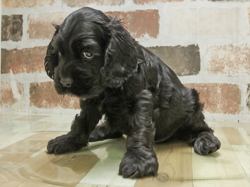 愛知県のアメリカンコッカースパニエル (ワンラブ名古屋守山インター総本店/2026年1月25日生まれ/男の子/ブラック)の子犬の2枚目の画像
