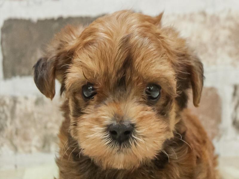 大阪府のチワプー/プーチー(チワワ×プードル) (ワンラブイズミヤ八尾店/2026年1月25日生まれ/男の子/レッド)の子犬の1枚目の画像