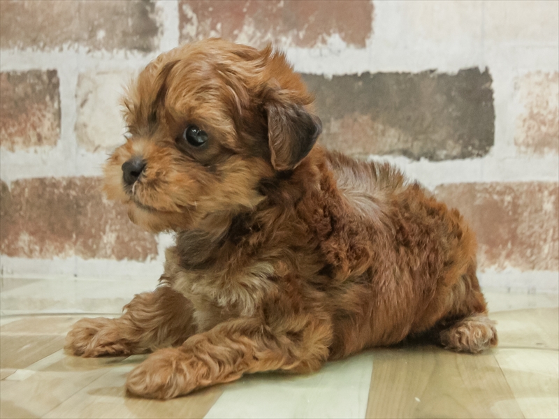 大阪府のチワプー/プーチー(チワワ×プードル) (ワンラブイズミヤ八尾店/2026年1月25日生まれ/男の子/レッド)の子犬の2枚目の画像