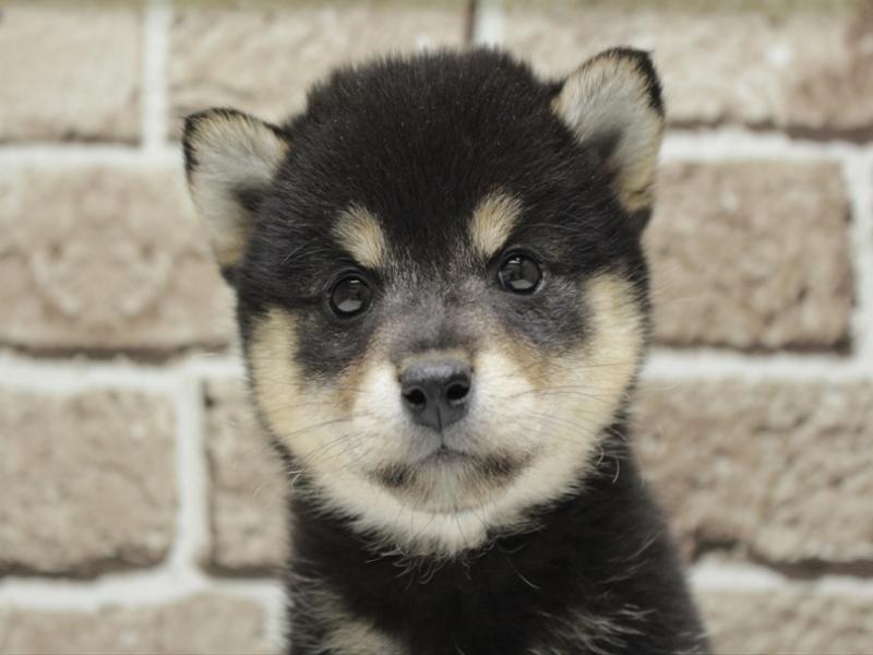 福岡県の柴犬(標準サイズ) (ワンラブ福岡総本店/2026年1月29日生まれ/女の子/黒)の子犬