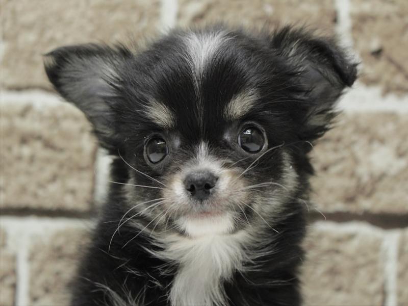 福岡県のチワワ(ロング) (ワンラブ福岡総本店/2026年1月28日生まれ/男の子/ブラックタン)の子犬の1枚目の画像