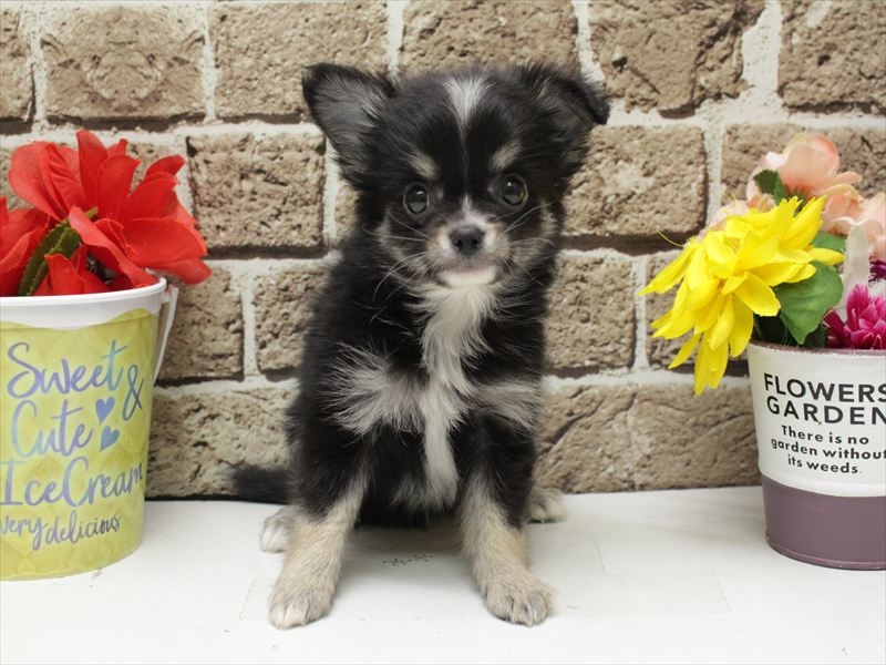 福岡県のチワワ(ロング) (ワンラブ福岡総本店/2026年1月28日生まれ/男の子/ブラックタン)の子犬の3枚目の画像