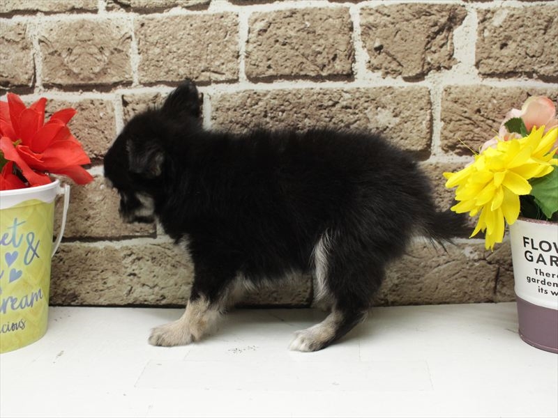 福岡県のチワワ(ロング) (ワンラブ福岡総本店/2026年1月28日生まれ/男の子/ブラックタン)の子犬の2枚目の画像