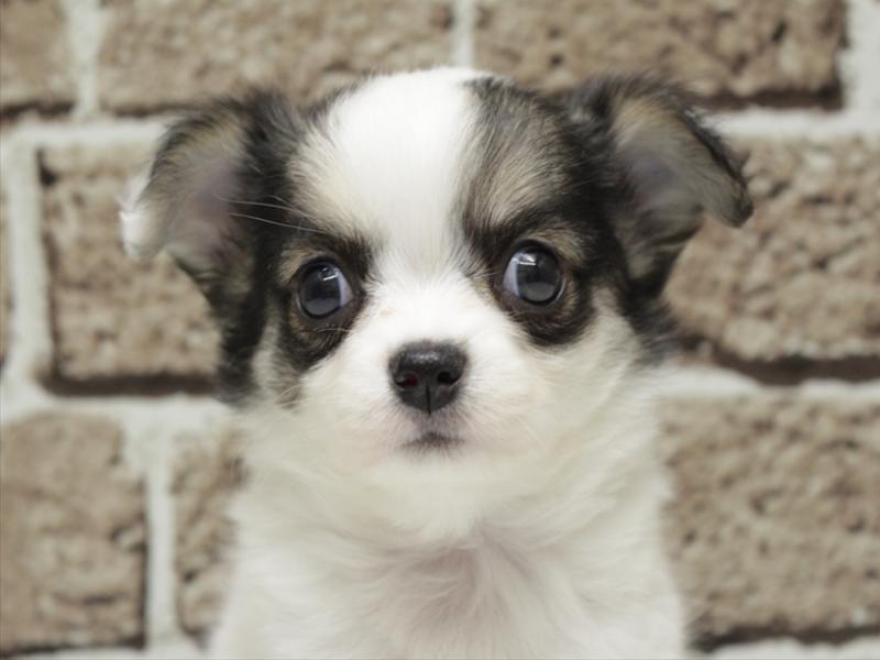 広島県のチワワ(ロング) (ワンラブカインズ広島LECT店/2026年1月29日生まれ/男の子/パーティーカラー)の子犬の1枚目の画像