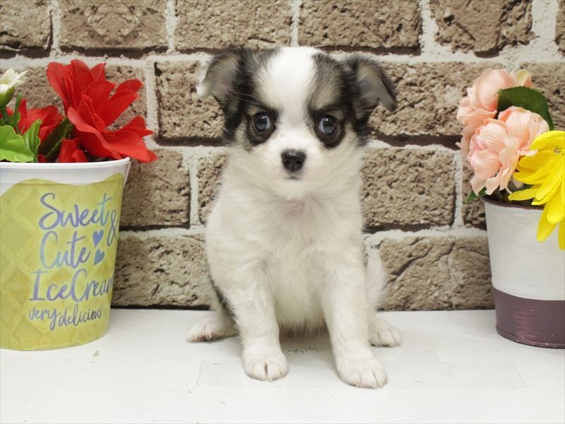 広島県のチワワ(ロング) (ワンラブカインズ広島LECT店/2026年1月29日生まれ/男の子/パーティーカラー)の子犬の3枚目の画像