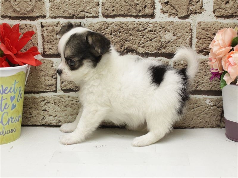 広島県のチワワ(ロング) (ワンラブカインズ広島LECT店/2026年1月29日生まれ/男の子/パーティーカラー)の子犬の2枚目の画像