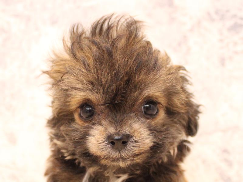 千葉県のチワプー/プーチー(チワワ×プードル) (ワンラブカインズ船橋習志野店/2026年1月15日生まれ/女の子/フォーン)の子犬