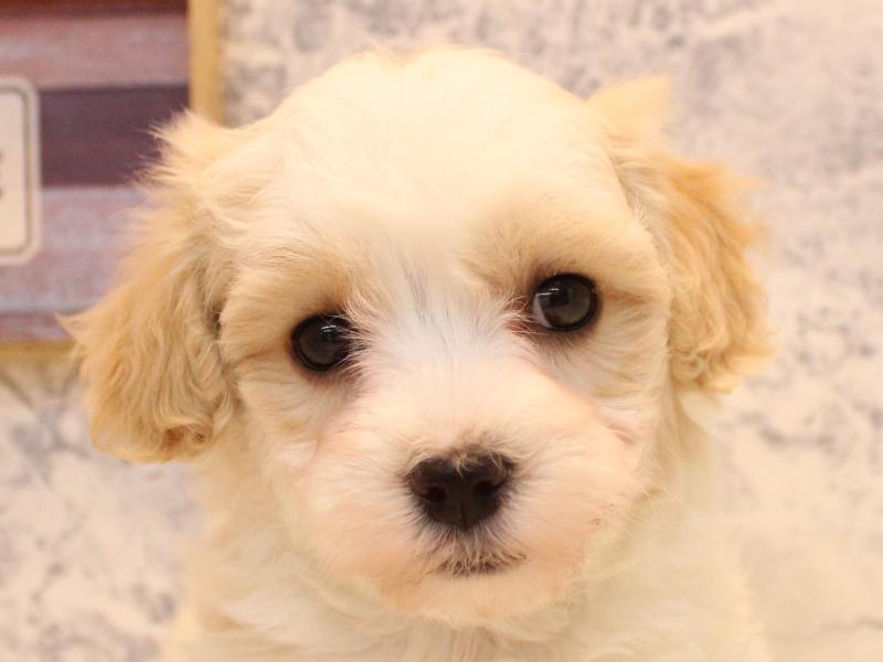 埼玉県のマルプー(マルチーズ×プードル) (ワンラブ埼玉寄居店/2026年1月29日生まれ/男の子/ホワイトアプリコット)の子犬の1枚目の画像