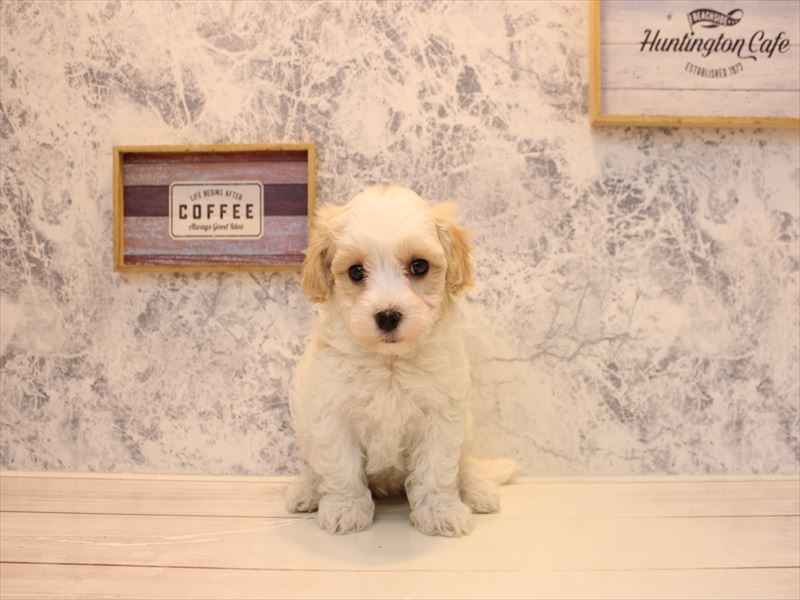 埼玉県のマルプー(マルチーズ×プードル) (ワンラブ埼玉寄居店/2026年1月29日生まれ/男の子/ホワイトアプリコット)の子犬の3枚目の画像