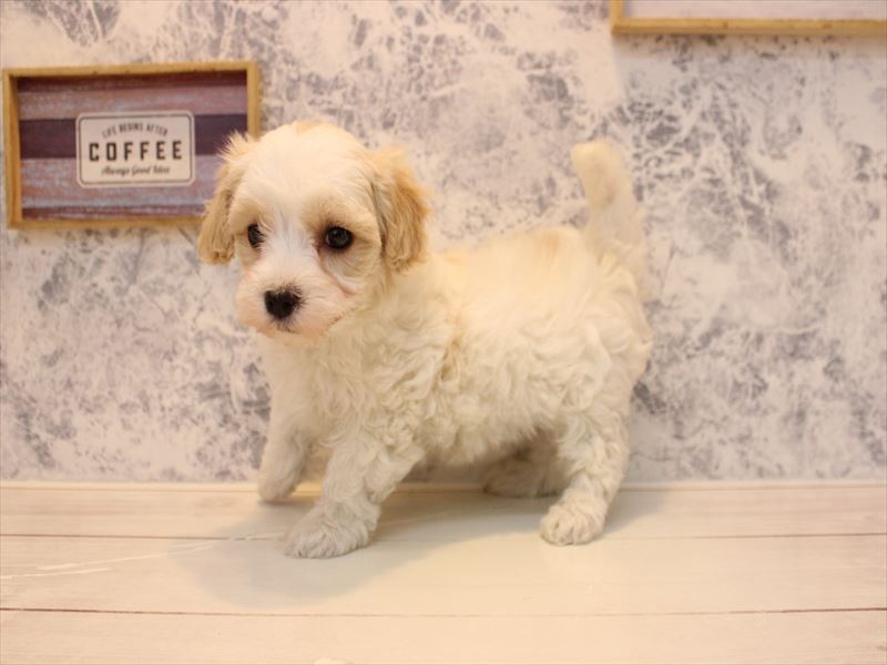 埼玉県のマルプー(マルチーズ×プードル) (ワンラブ埼玉寄居店/2026年1月29日生まれ/男の子/ホワイトアプリコット)の子犬の2枚目の画像