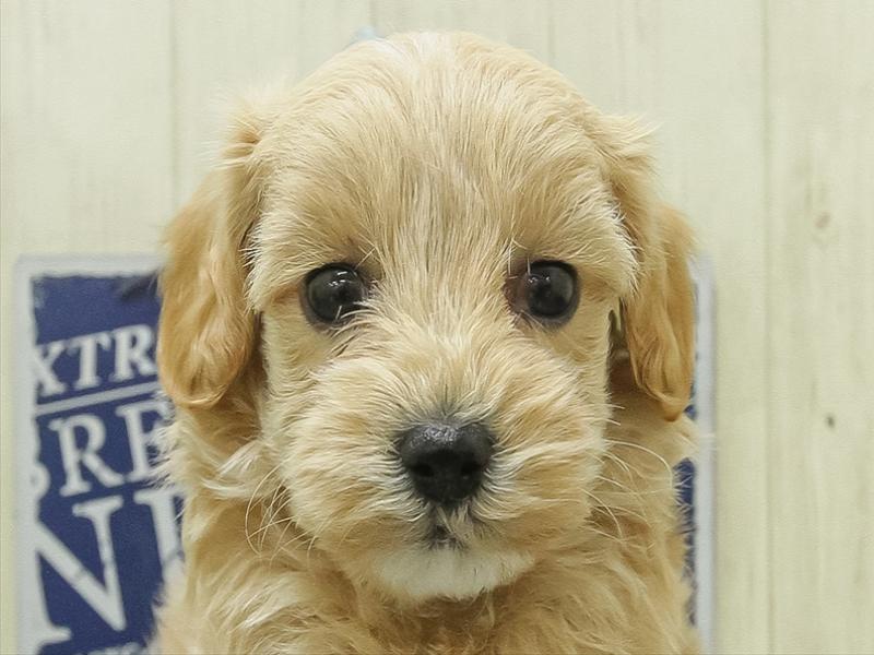 愛知県のマルプー(マルチーズ×プードル) (ワンラブ名古屋守山インター総本店/2026年1月28日生まれ/女の子/アプリコット)の子犬の1枚目の画像