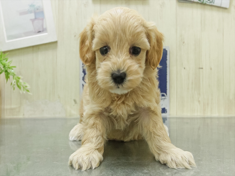 愛知県のマルプー(マルチーズ×プードル) (ワンラブ名古屋守山インター総本店/2026年1月28日生まれ/女の子/アプリコット)の子犬の3枚目の画像