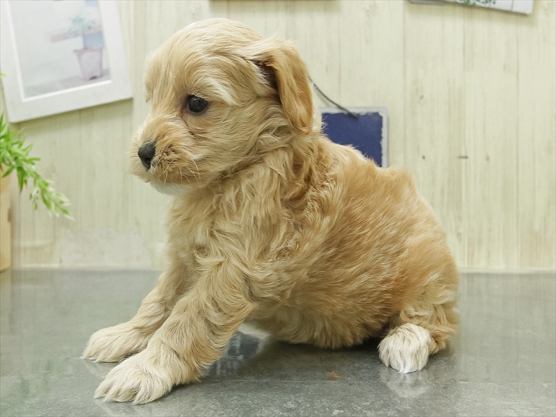 愛知県のマルプー(マルチーズ×プードル) (ワンラブ名古屋守山インター総本店/2026年1月28日生まれ/女の子/アプリコット)の子犬の2枚目の画像