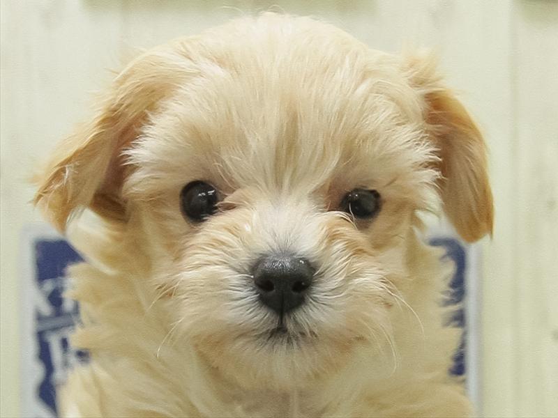 愛知県のマルプー(マルチーズ×プードル) (ワンラブ名古屋守山インター総本店/2026年1月29日生まれ/女の子/アプリコット)の子犬の1枚目の画像