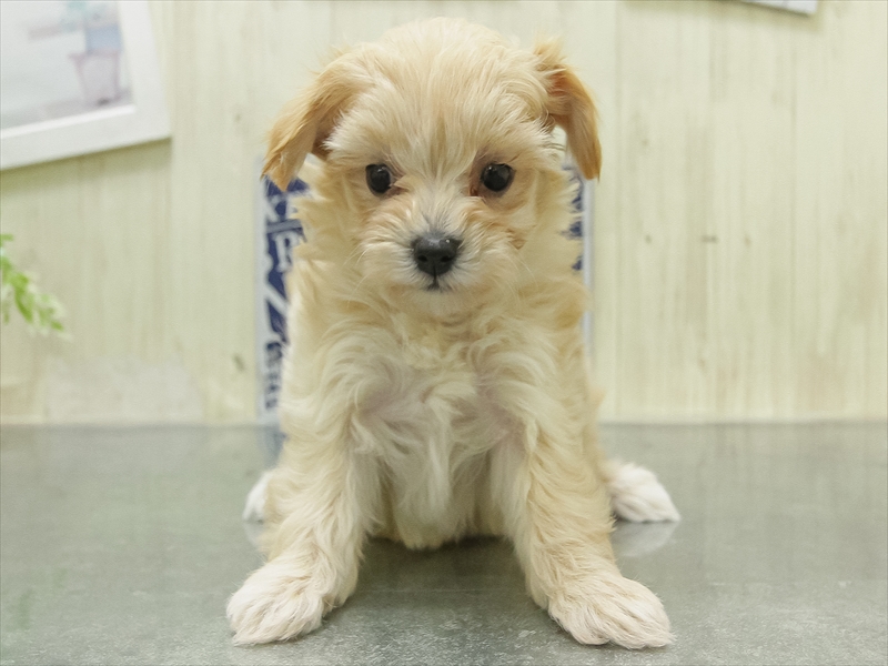 愛知県のマルプー(マルチーズ×プードル) (ワンラブ名古屋守山インター総本店/2026年1月29日生まれ/女の子/アプリコット)の子犬の3枚目の画像