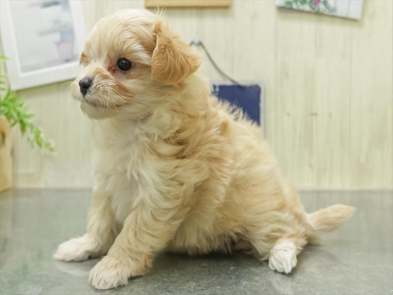 愛知県のマルプー(マルチーズ×プードル) (ワンラブ名古屋守山インター総本店/2026年1月29日生まれ/女の子/アプリコット)の子犬の2枚目の画像