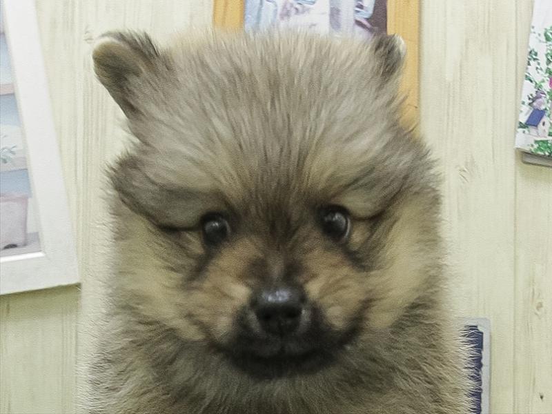 滋賀県のポメラニアン (ワンラブピエリ守山店/2026年1月31日生まれ/男の子/ウルフセーブル)の子犬の1枚目の画像