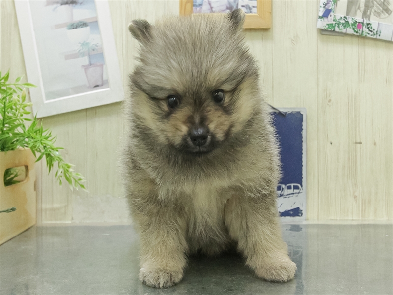 滋賀県のポメラニアン (ワンラブピエリ守山店/2026年1月31日生まれ/男の子/ウルフセーブル)の子犬の3枚目の画像