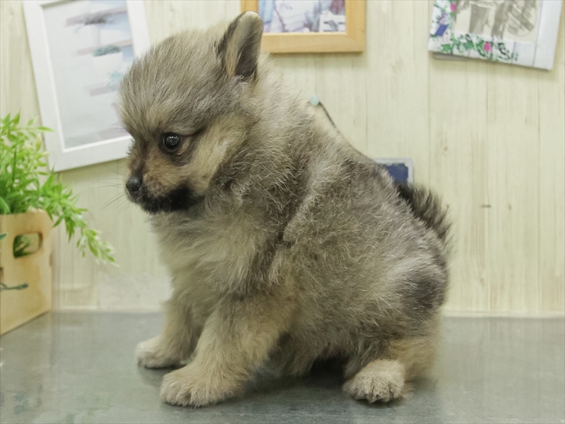 滋賀県のポメラニアン (ワンラブピエリ守山店/2026年1月31日生まれ/男の子/ウルフセーブル)の子犬の2枚目の画像