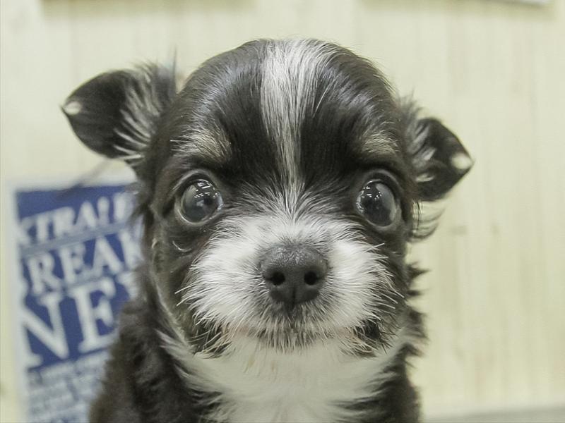 石川県のチワワ(ロング) (ワンラブイオンタウン金沢示野店/2026年1月31日生まれ/男の子/ブラックタンホワイト)の子犬の1枚目の画像