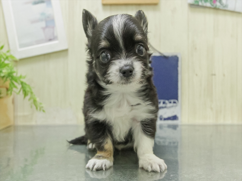 石川県のチワワ(ロング) (ワンラブイオンタウン金沢示野店/2026年1月31日生まれ/男の子/ブラックタンホワイト)の子犬の3枚目の画像