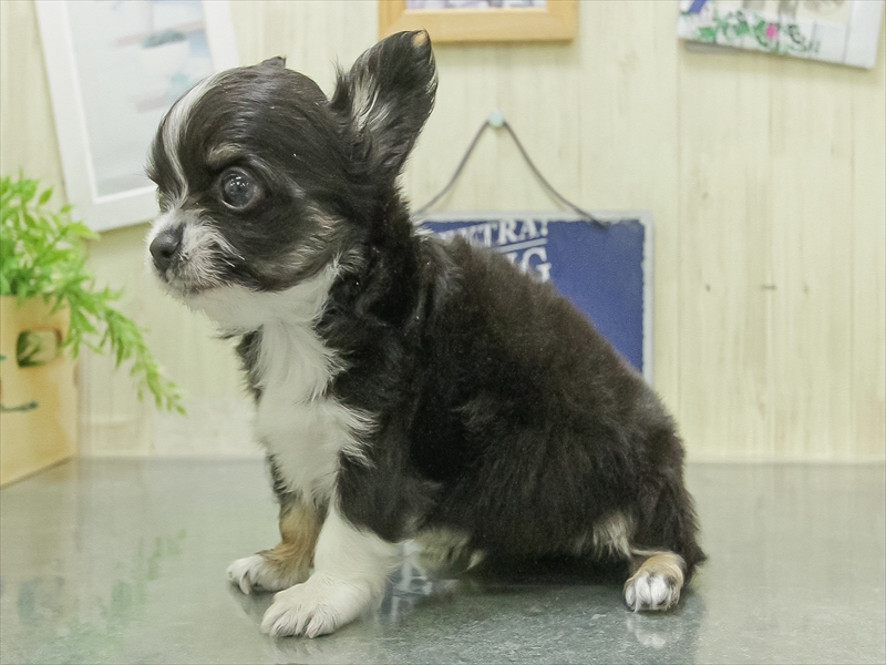石川県のチワワ(ロング) (ワンラブイオンタウン金沢示野店/2026年1月31日生まれ/男の子/ブラックタンホワイト)の子犬の2枚目の画像